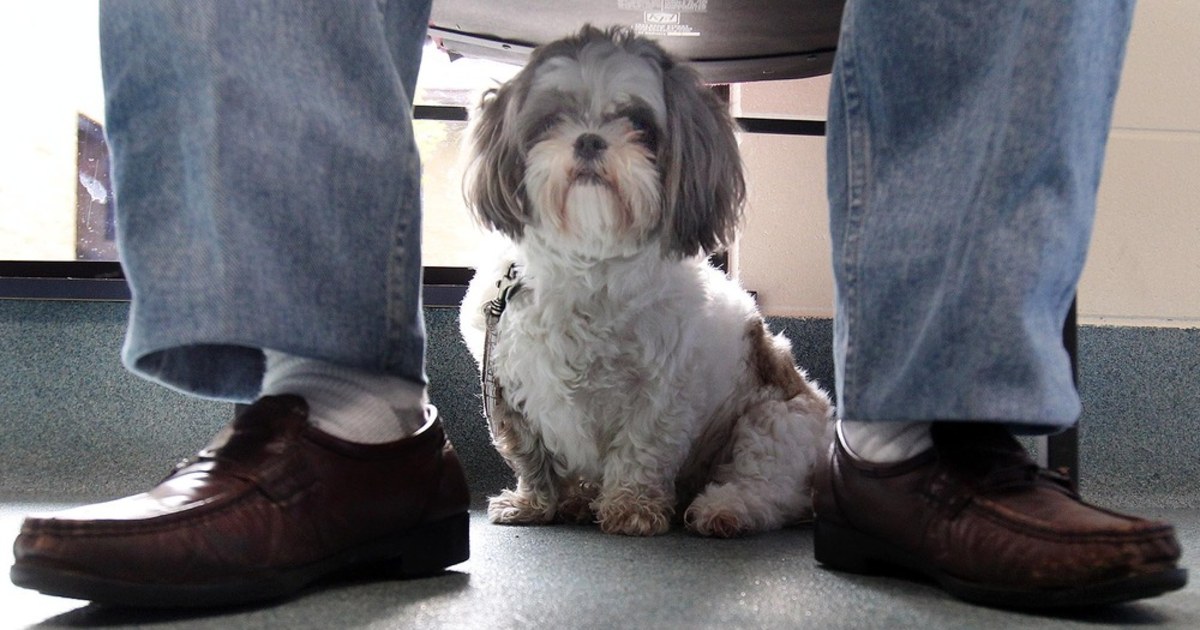 Pet debt How animals cost you